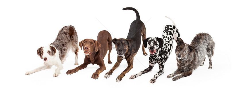 5只滑稽听话的狗在白种背景上被孤立的动图片