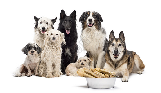 一群狗一碗满骨头的狗在他们面前坐在白背景图片
