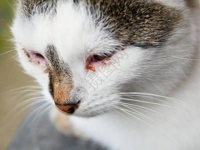 生病的猫眼猫黑白着色猫的眼睛很痛被遗弃和生图片