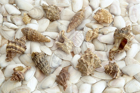 白贻贝上的贝壳群图片