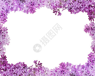 白色背景上孤立的淡紫色花框背景图片