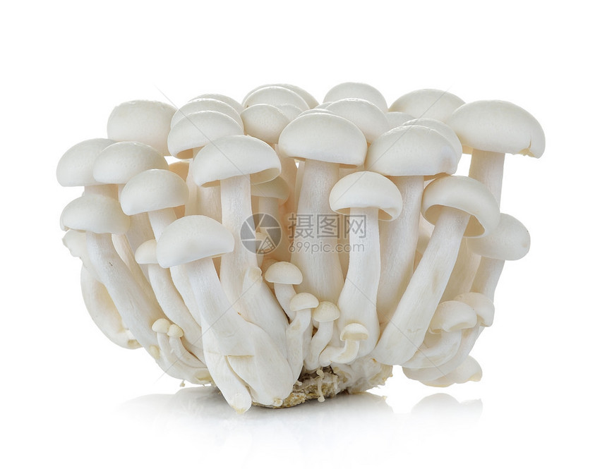 白山毛榉蘑菇石梅吉蘑菇白色背景中分图片