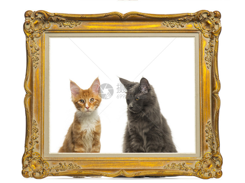 缅因州幼猫坐在古金框后面在图片