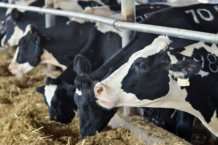 农场牛棚里的黑白奶牛图片