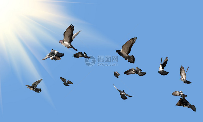 鸽子飞向太阳蓝天上有许多鸟图片