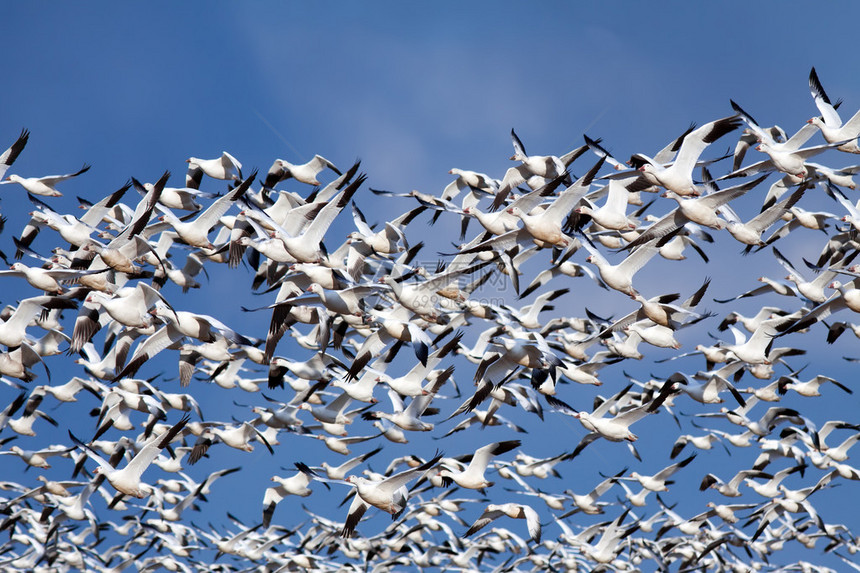 数百只雪雁飞过深蓝色的天空图片