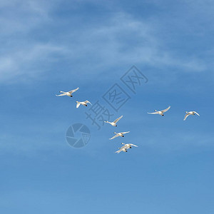 一群白天鹅在蓝天飞翔图片
