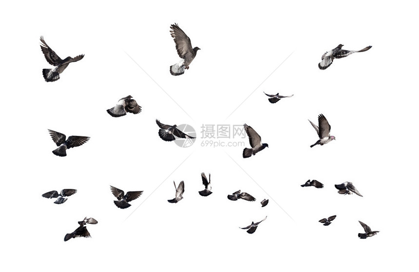 鸽子飞翔许多鸟儿在白图片