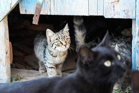 一群野生黑色灰色猫图片