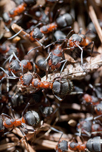 一群蚂蚁在他们图片