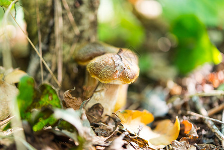 在森林里种植蜂蜜木耳的蘑菇图片