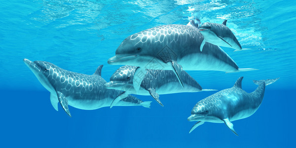 瓶鼻海豚生活在一个叫豆类的群落中为鱼类图片