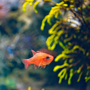 水族馆中的红衣主教鱼ApogonIm图片