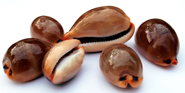 海蜗牛的低关键图像背景图片