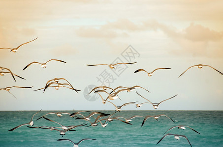 海鸥在海滩上空盘旋背景图片