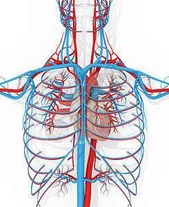 心脏循环系统图片