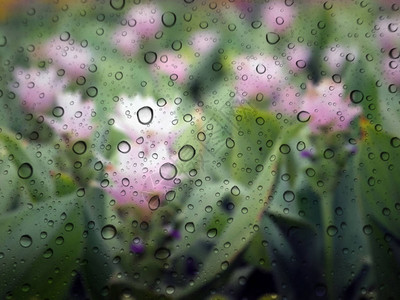 玻璃背景上近距离的雨滴花图片