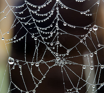 露水与蜘蛛网图片