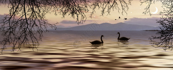 美丽的风景湖上有天鹅灰色调图片