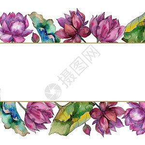 花框式边框粉红色的莲花卉植物花框架边框装饰广场背景纹理包装图案框架或边框插画