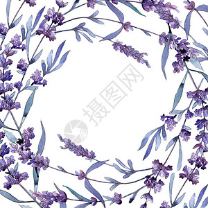 紫罗兰色薰衣草花卉植物花野生春叶野花框架背景纹理包装图案框架或边框图片
