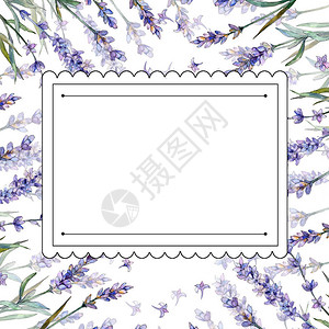 紫罗兰色薰衣草花卉植物花框架边框装饰广场背景纹理包装图案框架或边框图片