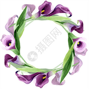 水彩紫色马蹄莲花卉植物花框架边框装饰广场背景纹理包装图案框架或边框图片