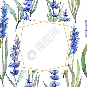水彩紫色薰衣草花卉植物花框架边框装饰广场背景纹理包装图案框架或边框图片