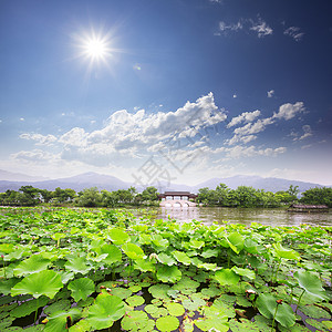 杭州天际线西湖与睡莲图片