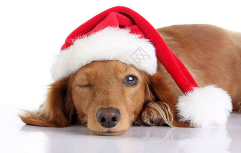 穿着圣诞老人帽子的长发达克逊小狗演播室在背景图片