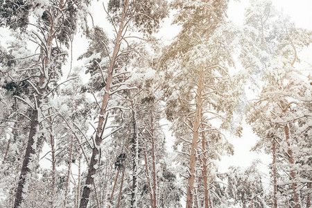 冬季森林中雪松树的低视角背景图片