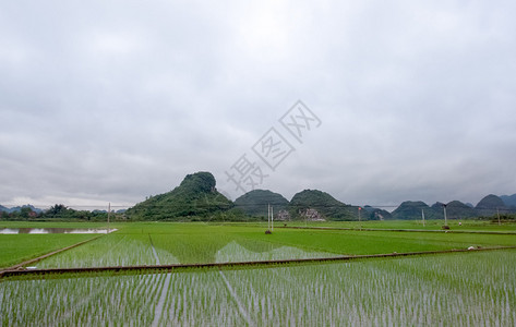 广西农场用稻田种植图片
