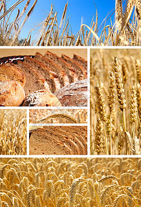 面包和小圆面包用小麦大麦和图片