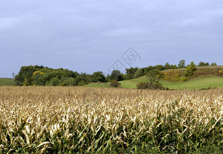 在威斯康辛州秋天的Cornfield山丘和树木图片