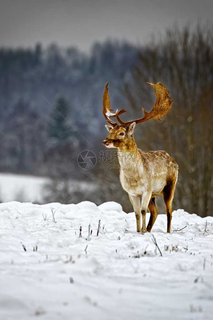 在冬天雪地的小鹿图片
