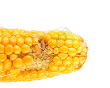 吃玉米的虫子孤立图片