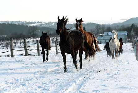 跑在冬天领域的马群背景图片