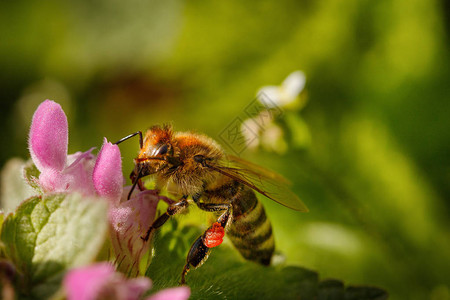 蜜蜂在粉红色的花朵上采集花粉背景图片