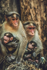 印度公园的野生猕猴家族图片