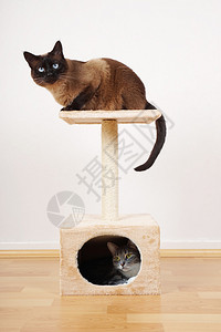 两只猫在小猫塔或猫树上休息图片