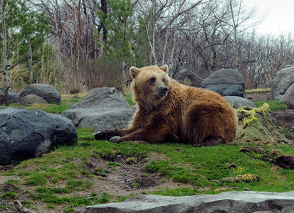 西伯利亚荒野中的棕熊图片