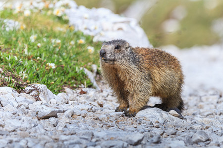 意大利多洛米特的AlpinemarmotMarmotama图片