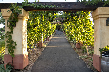 葡萄藤在加州葡萄酿酒室的塔图片