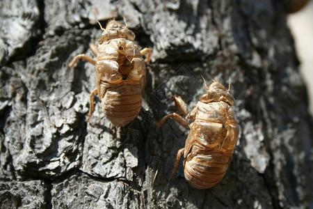树上的Cicada背景图片