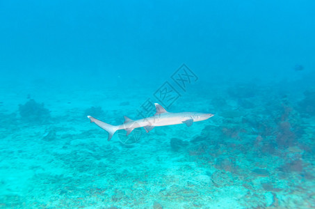 白礁鲨鱼TriaenodonOpeesus图片