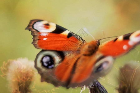 孔雀眼的蝴蝶在颜色上背景图片