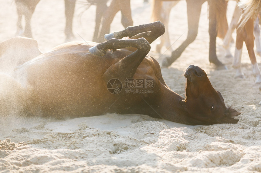 马在沙地上躺着马脚的背面图片