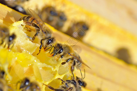 蜜蜂在窝的蜂图片