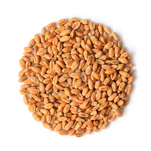 未熟小麦谷物种子图片