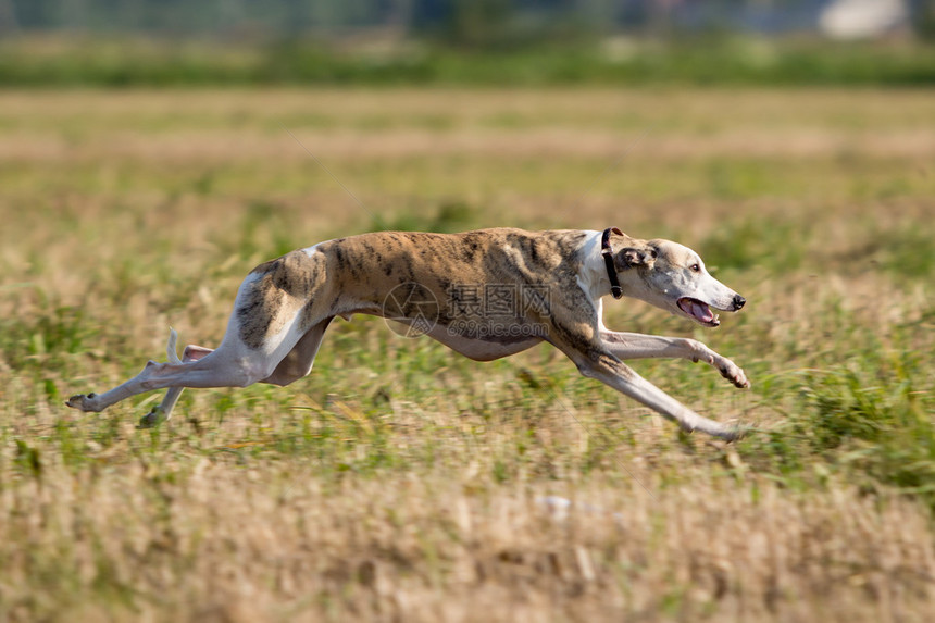 惠比特犬在田野里奔跑图片